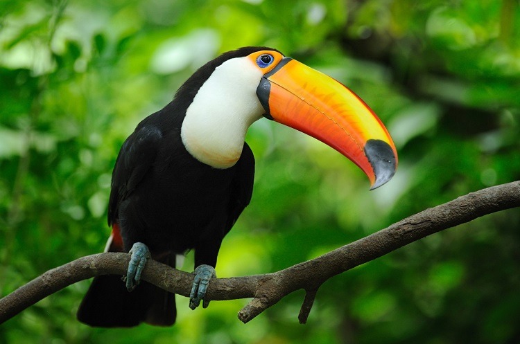 The Colorful Tucan